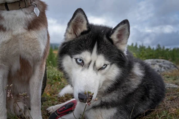 Siberiano Husky perro olfateando hoja de hierba —  Fotos de Stock