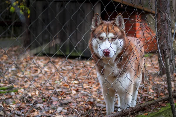 Husky dog in outdoor chain link Dog Kennel — Stock Photo, Image