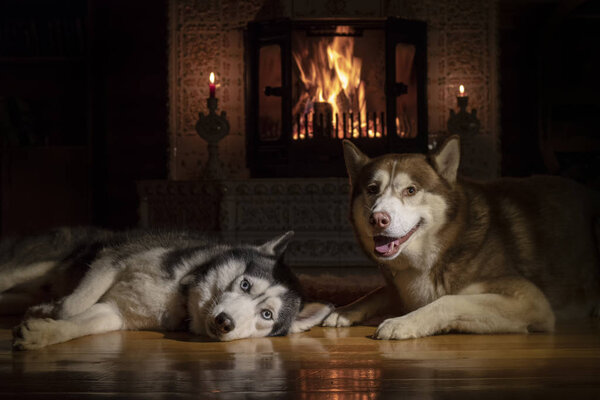 Portrait of two Siberian husky dogs lying by the fireplace.