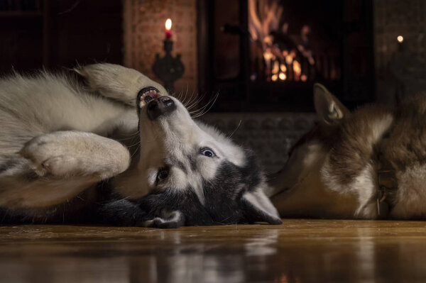 Dogs lie in front warm burning fireplace on winter night. Husky dog lying on his back, holding up their paws and tongue hanging out.