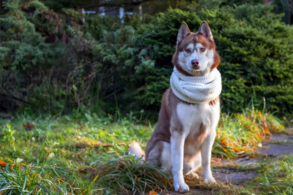 Perro husky siberiano marrón retrato en bufanda blanca sobre árboles de coníferas de fondo, día frío soleado otoñal. Husky perro mira a la cámara —  Fotos de Stock