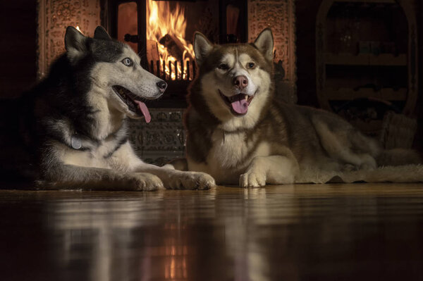 Dogs together by fireplace. Siberian husky. Animal care. Love and friendship. Domestic animals