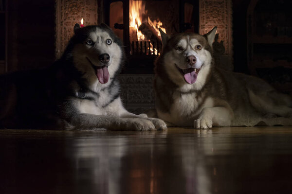 Dogs together on floor indoors. Fluffy husky friends near fireplace.