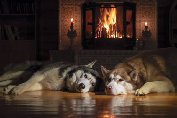 Couple Siberian huskies are lying in front of warm fireplace with burning wood. Cozy winter night.