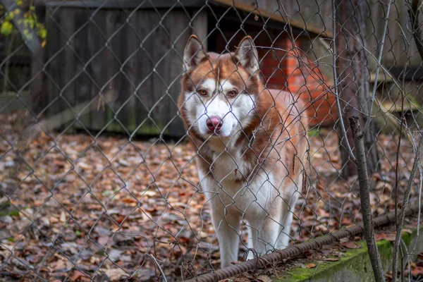 Redhead Siberian husky dog in cage with chain link fence. Dog looks through the chain link fence at camera. Autumn day — Stock Photo, Image