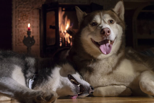 Smiling husky dog resting by burning fireplace in dark room.