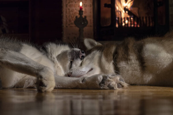 Dogs sleeping together. Husky taking nap. Home pets. Animal care. Love and friendship. Domestic animals.