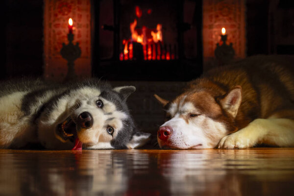 Two Siberian huskies are resting by warm fireplace with burning logs. Logs fire burns brightly in the old tiled fireplace