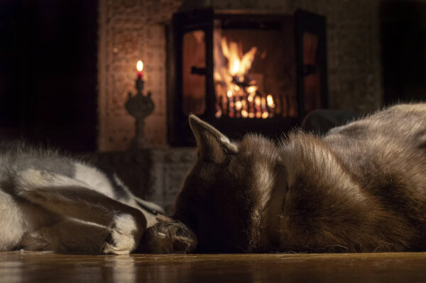 Two dogs sleep by a burning fireplace in a dark room. Rear view at floor level.