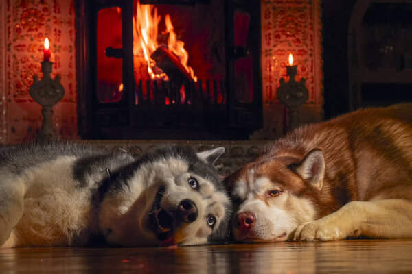Cozy home. Two beautiful big dogs bask by burning fireplace in warm room, winter evening. Glare fire in the room and two lying husky dogs.