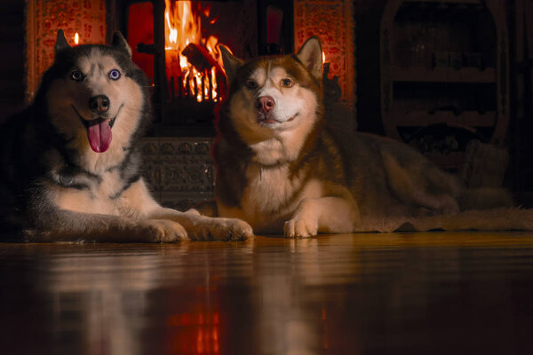 Two beautiful Siberian huskies lie in dark room by burning fireplace against the flame.