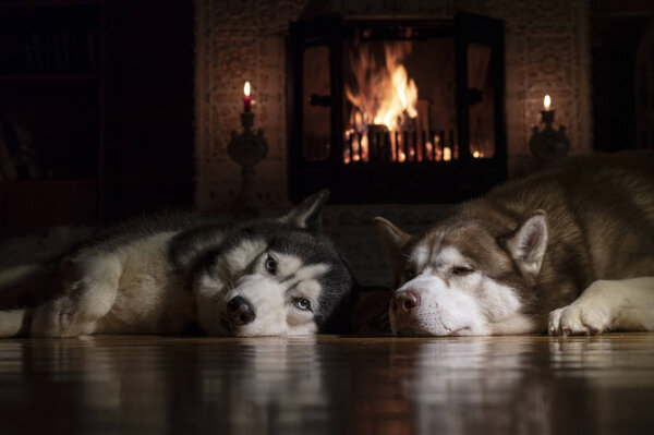 Husky dog resting by burning fireplace in dark room and look at the camera. Siberian husky dogs bask by the fireplace on winter night.