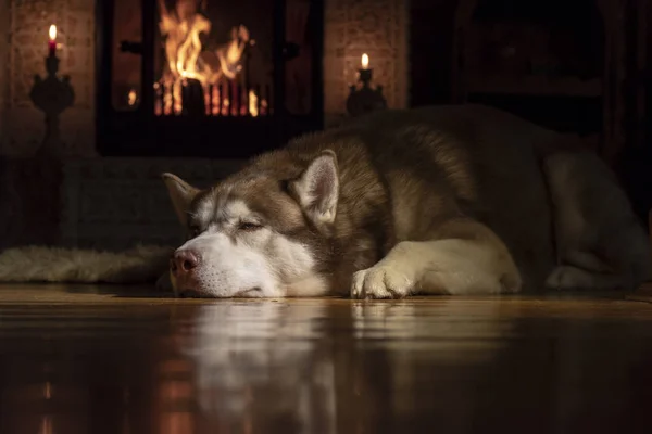 Repos près de la cheminée chien husky. husky sibérien dormant dans la chambre noire par cheminée brûlante. Vue à angle bas — Photo