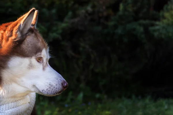 在阳光明媚的日子里，在黑暗的森林背景上画着红褐色的西伯利亚哈士奇犬。 复制空间. — 图库照片