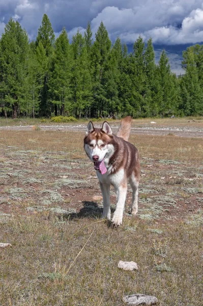 Red husky dog runs towards and looks at camera. Happy brown Siberian husky walks free without leash. Smiles and stuck out his tongue — 스톡 사진