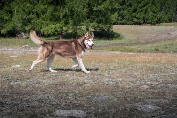 Gorgeous musculoso husky corriendo a través del campo. Vista lateral Siberiano husky maravillosamente corriendo con sonrisa y lengua colgando —  Fotos de Stock