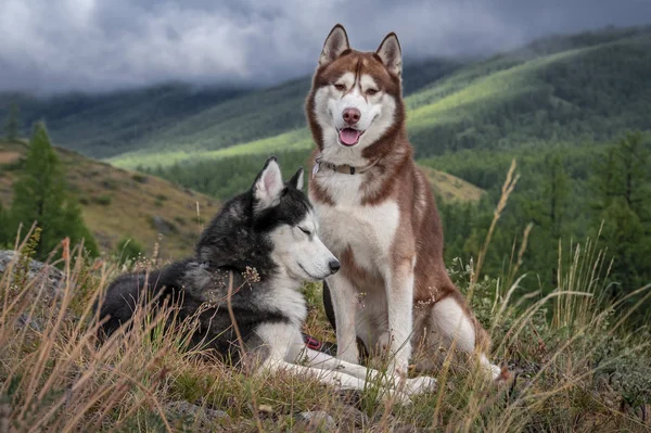 Mooie husky honden, wandelen in de bergen. Siberische husky honden op de achtergrond van een berglandschap met naaldbos en regenwolken — Stockfoto