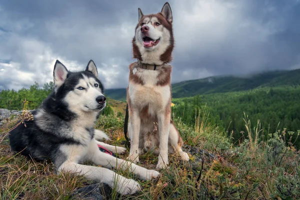 針葉樹林と雨の雲と山の風景の背景にシベリアのハスキー犬 — ストック写真