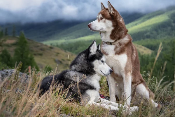 Dos perros husky siberianos paseando en las montañas de otoño. Los perros miran alrededor. Hermoso husky en el fondo de las montañas boscosas brumosas —  Fotos de Stock