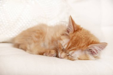 Güzel kırmızı tekir kedicik yumuşak yastıkta uyuyor..