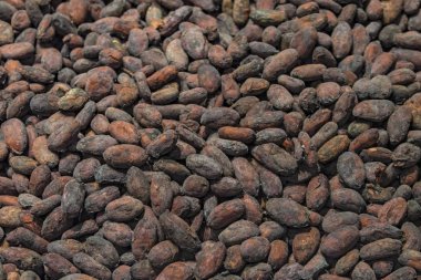 Kuru kakao çekirdeğinin en iyi manzarası. Yakın plan..
