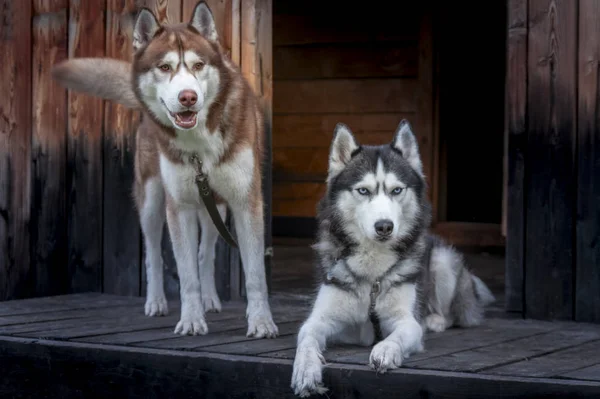 Bir çift mavi gözlü iri kıyım köpek. Eski bir ahşap evin verandasında iki Sibirya köpeği portresi.. — Stok fotoğraf