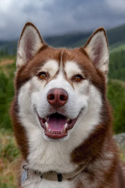 Vicces husky kutya. Aranyos szibériai husky pózol és mosolyog, utazás kisállat koncepció — Stock Fotó