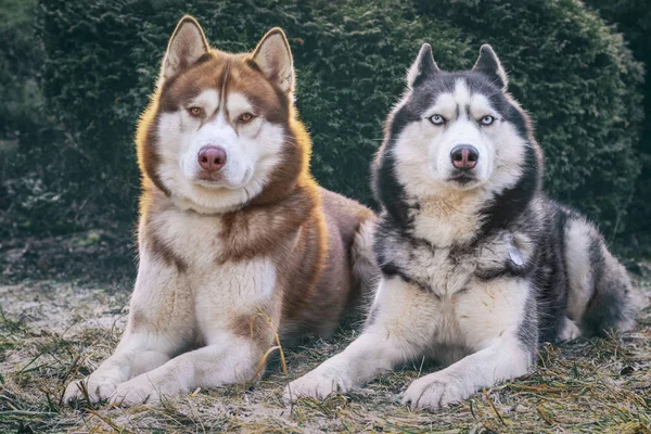 Két szibériai husky kutya portréja az Európai Parkban télen. Kutyák fekszenek a füvön, fagy borítja. Napfényes, hideg reggel. Husky, nézz a kamerába. — Stock Fotó
