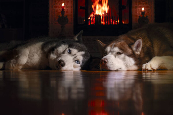 Dogs relaxing by the Fireside.