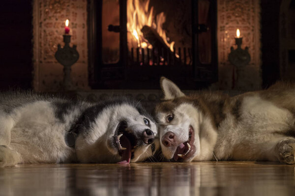 Dogs sleeping together by fireplace. Siberian husky dogs taking nap. Home pets. Animal care. Love and friendship. Domestic animals.