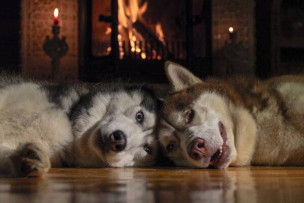 Husky dogs bask by the fireplace in cozy room.