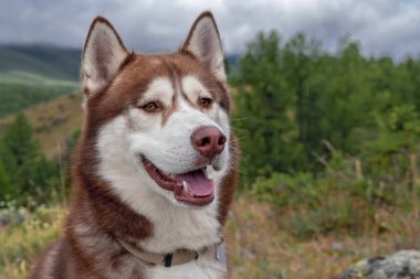 Ormanlık dağların bulutlu arka planında gülümseyen kahverengi köpekli..