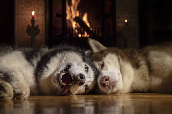 Husky dogs resting by a burning fireplace in a dark room. Siberian husky dogs bask by the fireplace on a winter night.