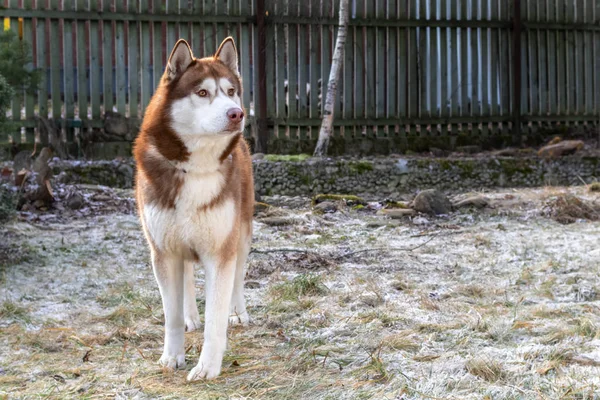 带乡村背景的哈士奇狗肖像的肖像。 可敬的哺乳动物. — 图库照片