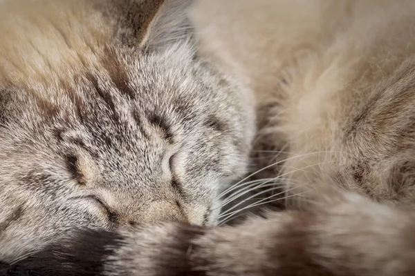 Portrait cute sleeping cat, close up. Cat curled up — Stock Photo, Image