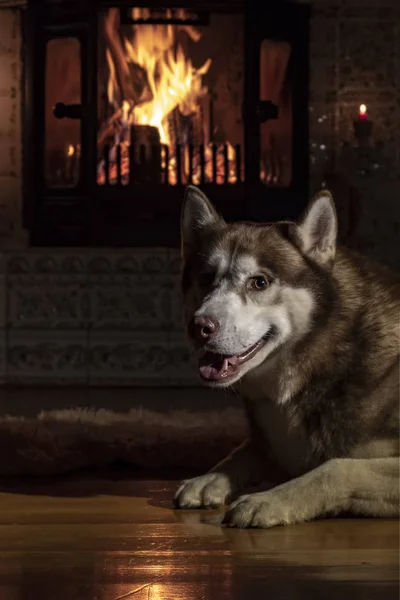 Пес палить камін. Сибірські хаскі собаки в містичних сутінках у старовинному замку на тлі палаючих колод у великій каміні. — стокове фото