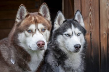 Kırsal ahşap arka planda iki Sibirya köpeğinin portresi. Mavi gözlü, iri köpekler yan tarafa bakın..