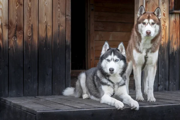 Een paar blauwogige honden in een landelijke omgeving. Portret van twee Siberische husky 's op de veranda van een oud houten huis. Husky honden houden de camera goed in de gaten. — Stockfoto