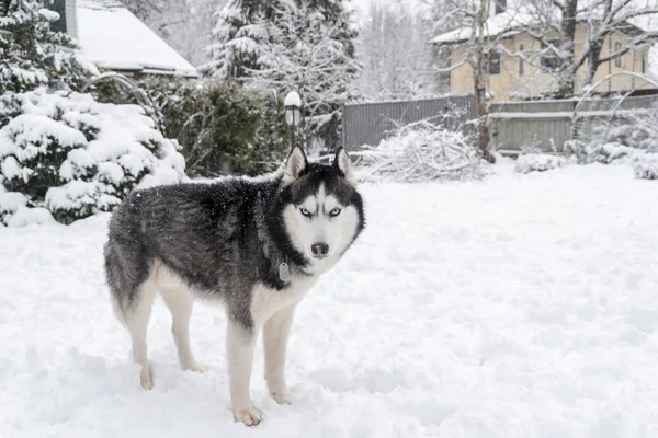 Husky siberiano bianco e nero con gli occhi azzurri nel cortile invernale. Husky cane guardando la fotocamera in piedi sulla neve, giorno d'inverno — Foto Stock