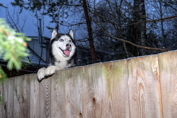 Husky Dog mirando por encima de la cerca del patio trasero sonriendo, sacó su lengua. Perro mirando por encima de la cerca de madera. Bozal y patas perro husky sobre la cerca —  Fotos de Stock