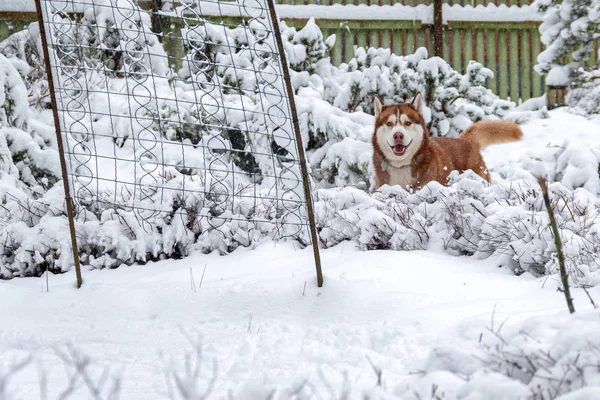 Husky dog passeggiate in inverno giardino innevato tra grandi cumuli di neve. Il cane husky siberiano dai capelli rossi guarda la telecamera, sorridendo — Foto Stock