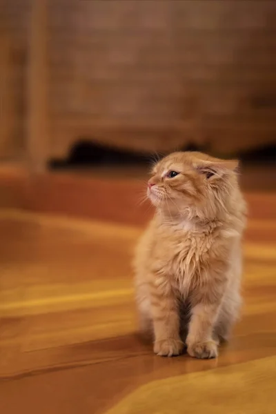 Pequeno gatinho tabby vermelho senta-se no chão de madeira. Gatinho apertou as orelhas para trás e olha para cima — Fotografia de Stock