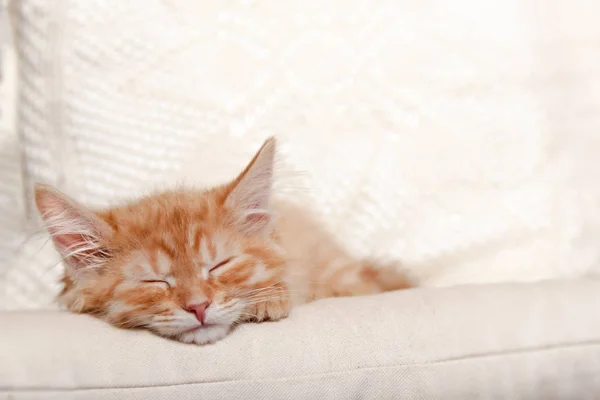 Rojo rayas gatito durmiendo en suave almohada con su cabeza en sus patas . — Foto de Stock