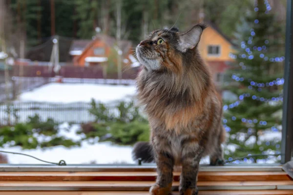 Maine Coon gatto seduto nella casa finestra sullo sfondo di una strada innevata — Foto Stock