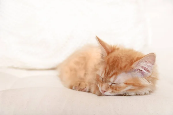 Hermoso sueño gatito tabby rojo en almohada suave. Cerca de retrato pelirroja sueño rayas gatito. Lindo durmiendo joven gato . —  Fotos de Stock