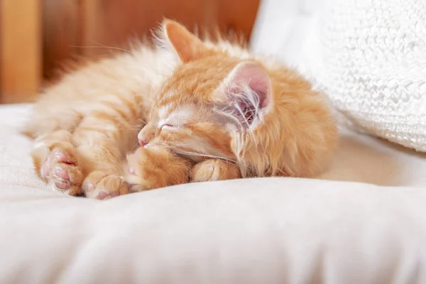 Red striped kitten sleeping with his head on his paws.