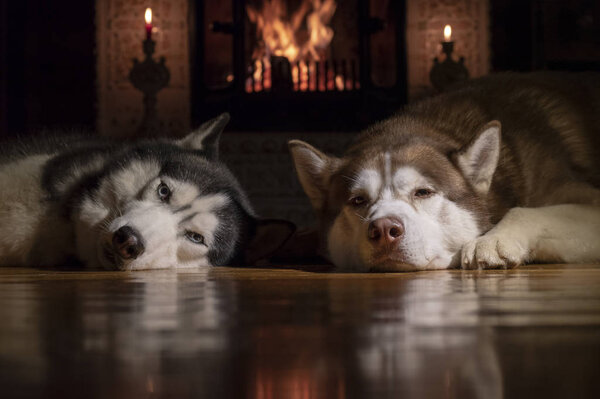 Two husky dogs lie by burning fireplace in dark room. Dogs sleep by the warm fireplace in winter night.