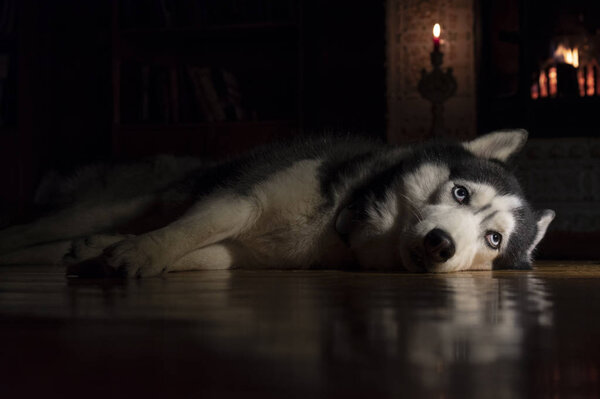 Brooding Siberian husky dog lies next to burning fireplace and candles in dark room at night. Portrait beautiful dog with blue eyes.