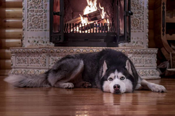 Dog resting by the fireplace. Siberian husky lies on wooden floor and looks at camera.