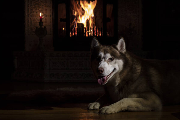 Portrait husky dog in night room by the burning fireplace and candles. Gloom lit by reflections from burning logs. Cozy interior in winter evening.
